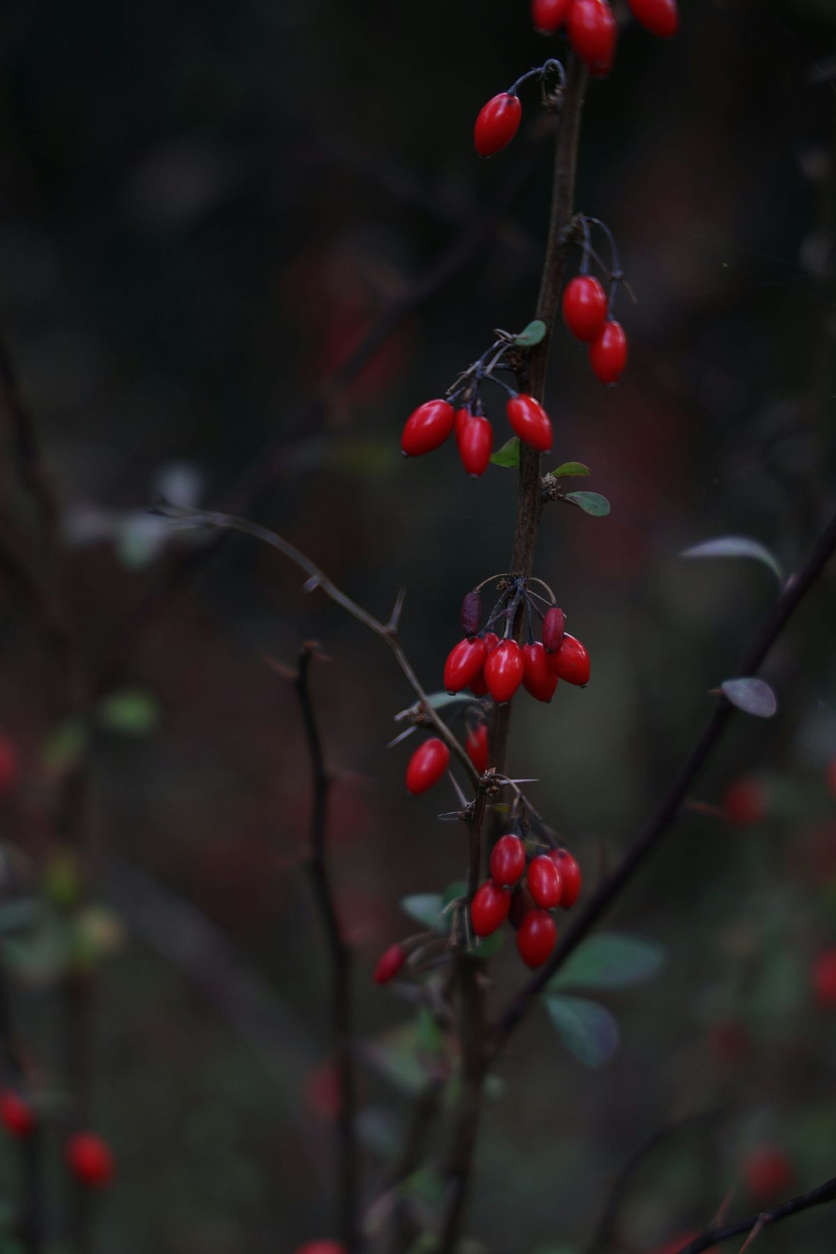 Berberis