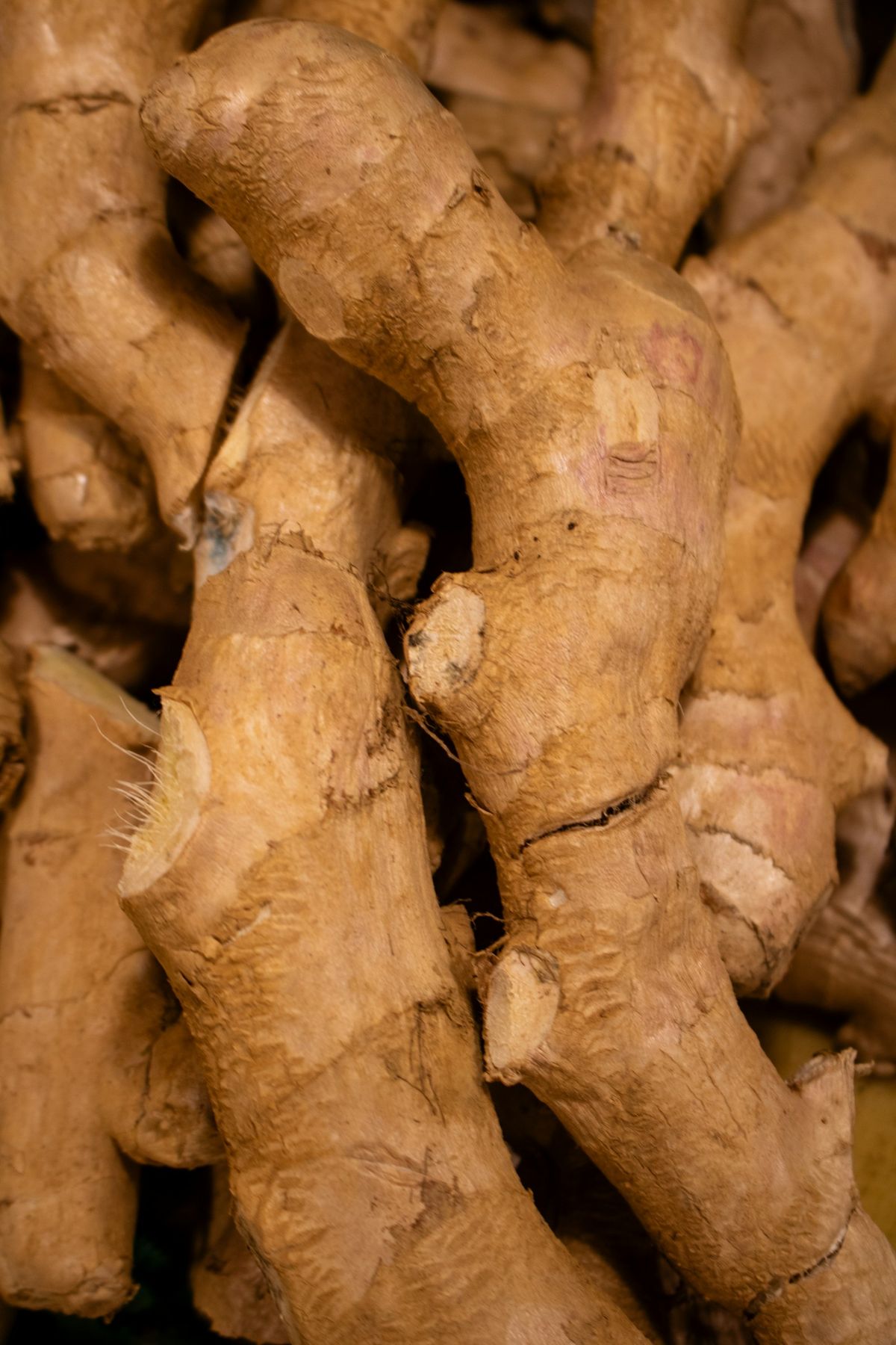 Galangal
