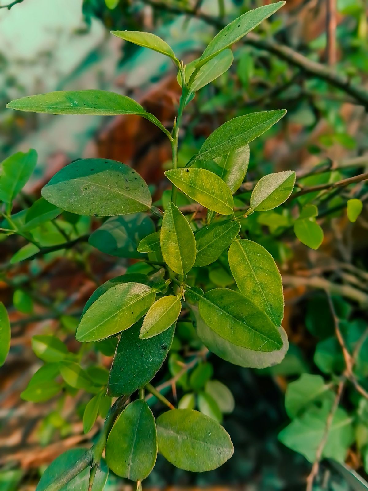 Kaffirlimeblad
