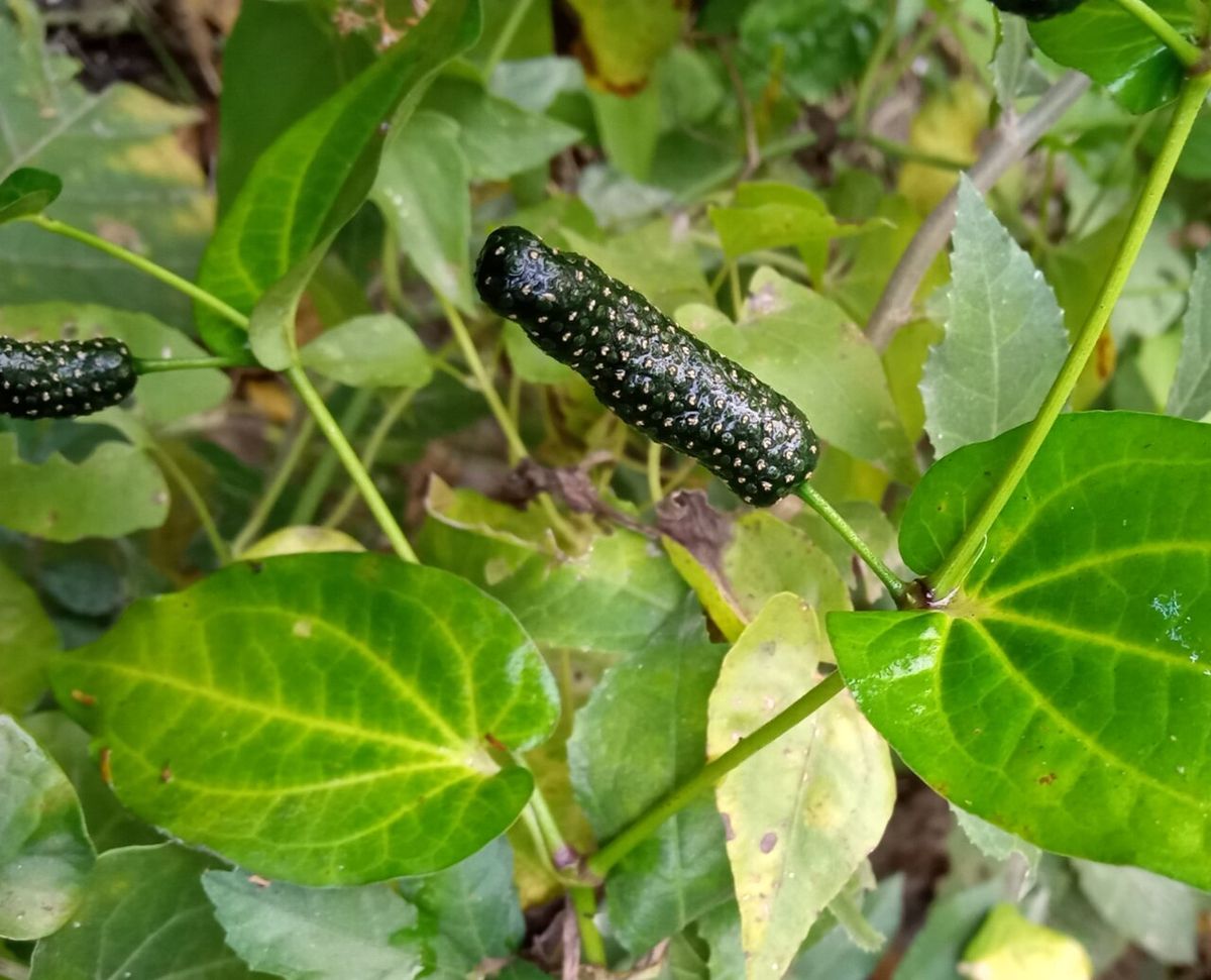 Långpeppar (Piper longum)