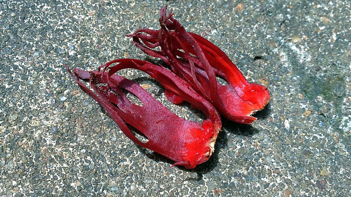 Muskotblomma (mace) – det röda nätet runt muskotnöten