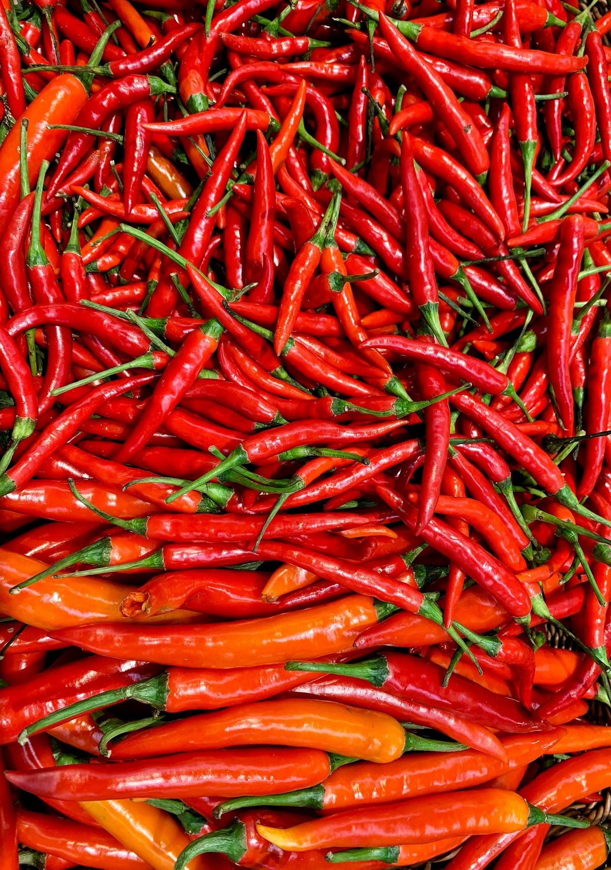 Färska röda thaichili (birdseye)