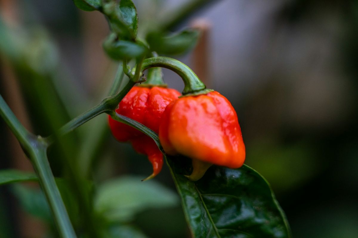 Mogna röda Carolina Reaper-chili