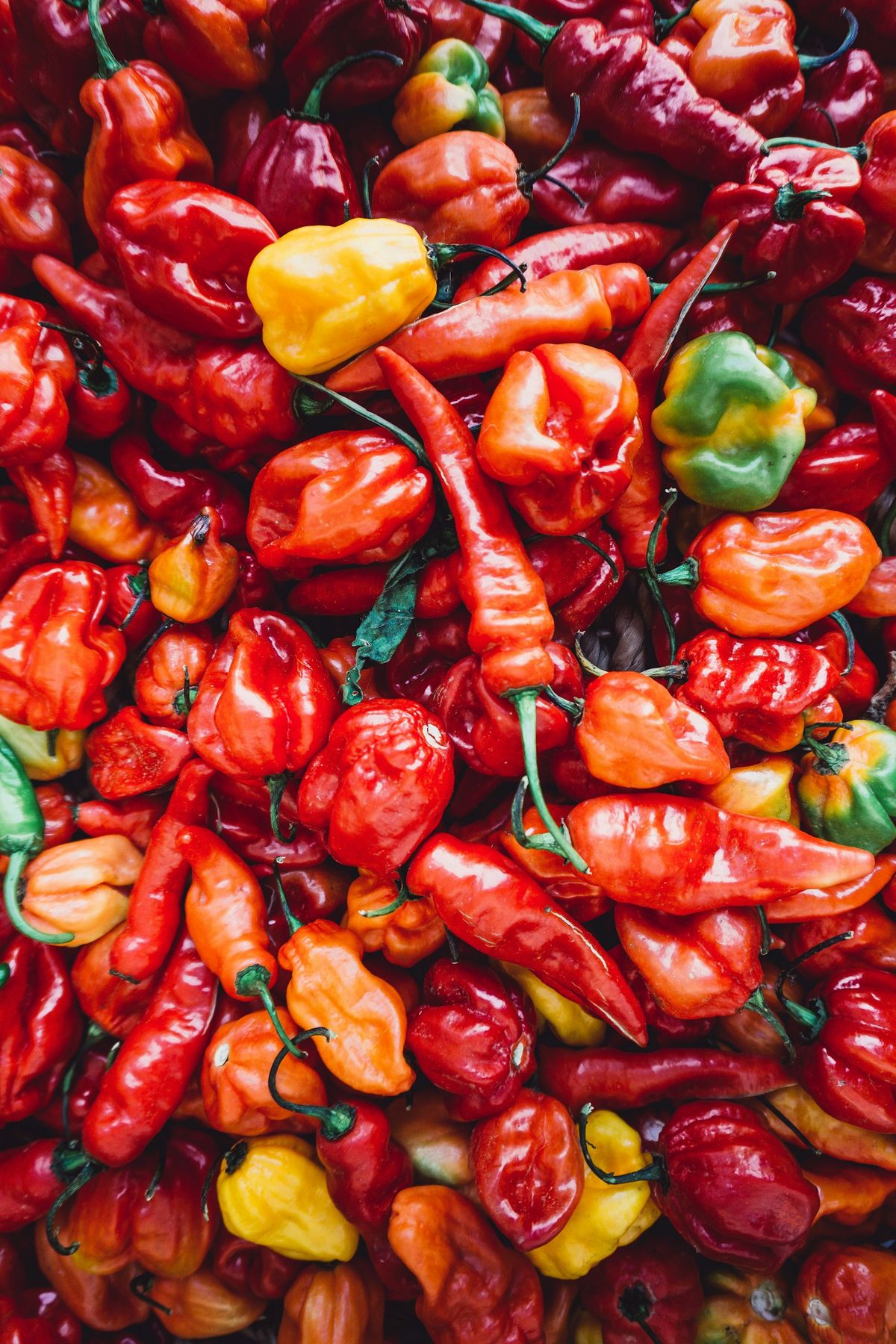 Färska habanerochili