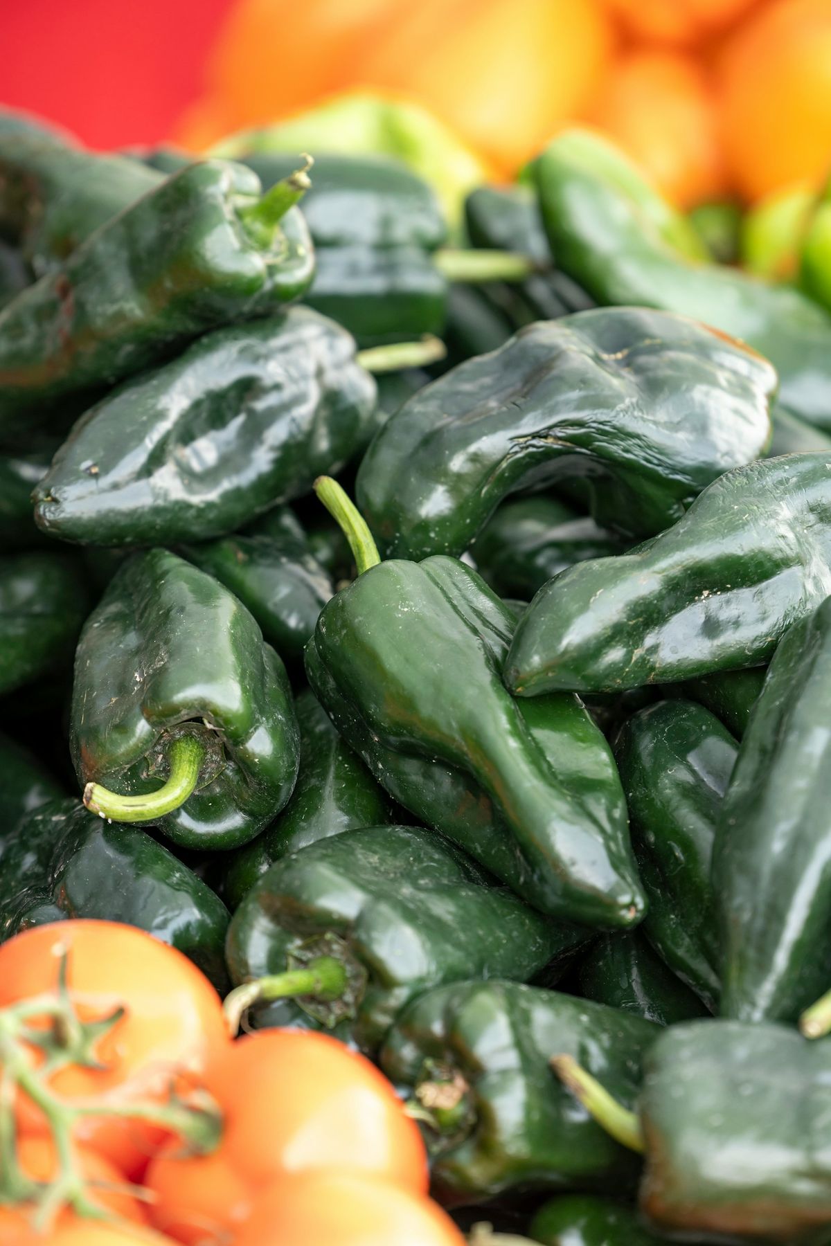 Färska mörkgröna poblanochili