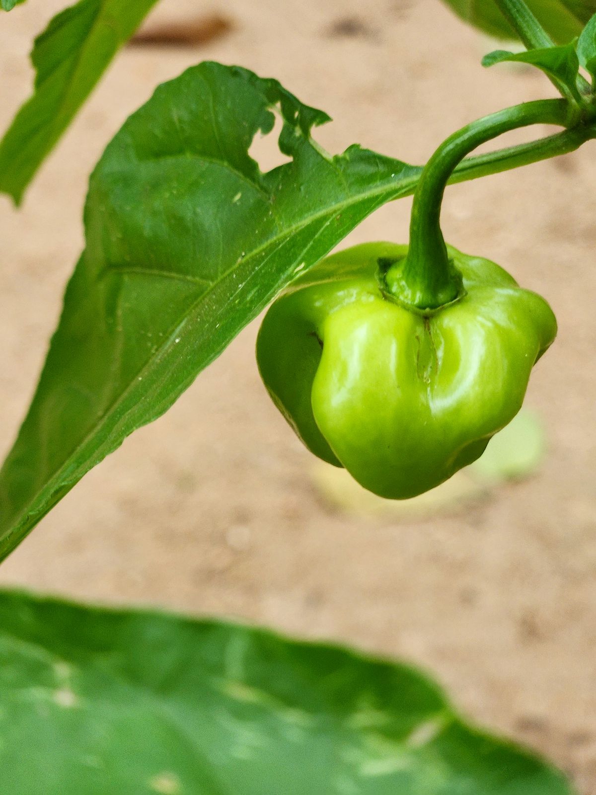Färsk scotch bonnet-chili