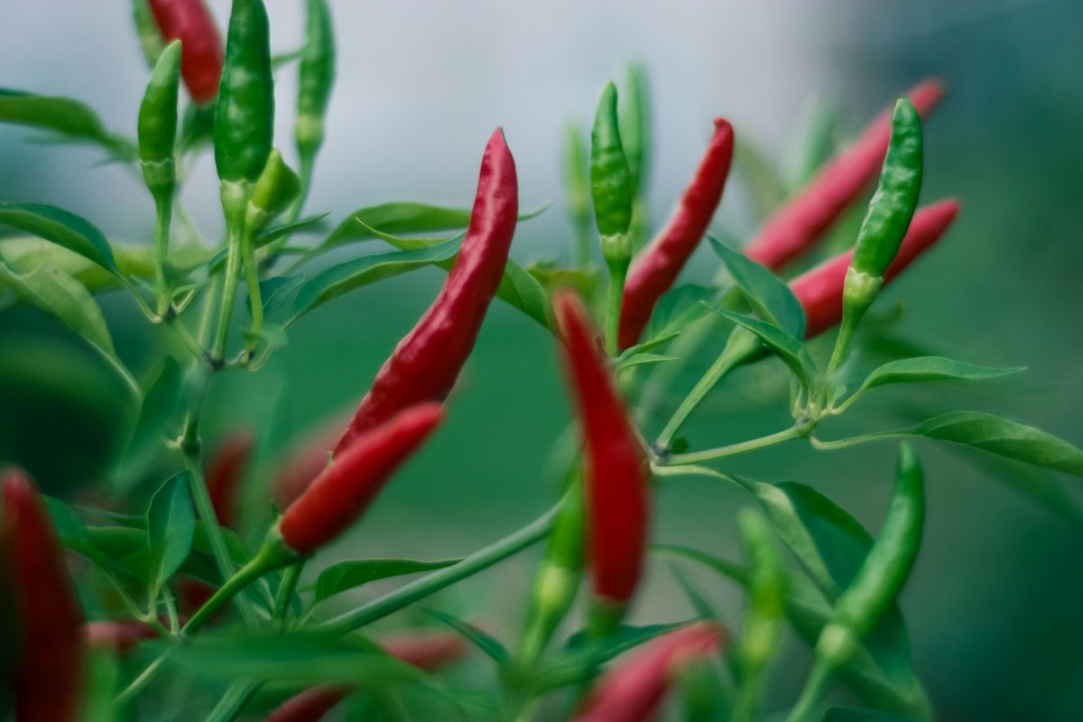 Röda och gröna chilifrukter