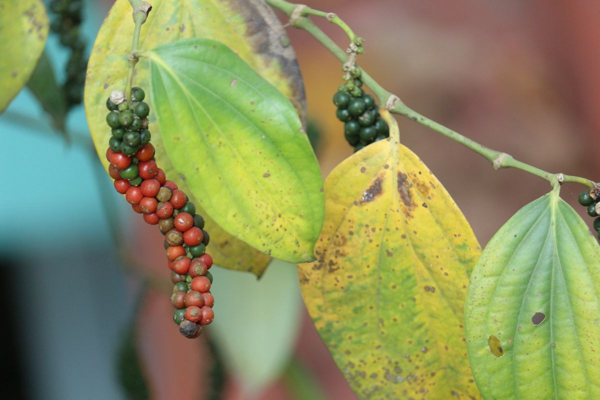 Bär som hänger från en gren, kryddans ursprung i naturen