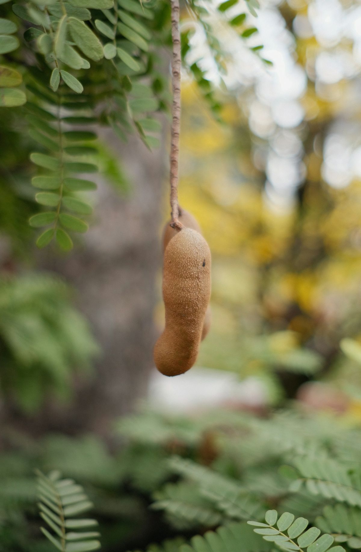 Tamarind