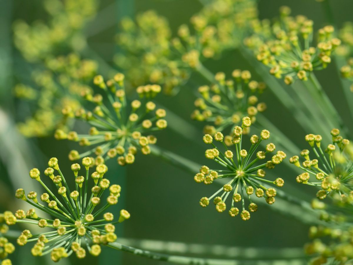 Dill i trädgården