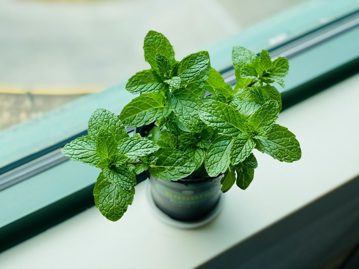 Myntaplanta i svart kruka