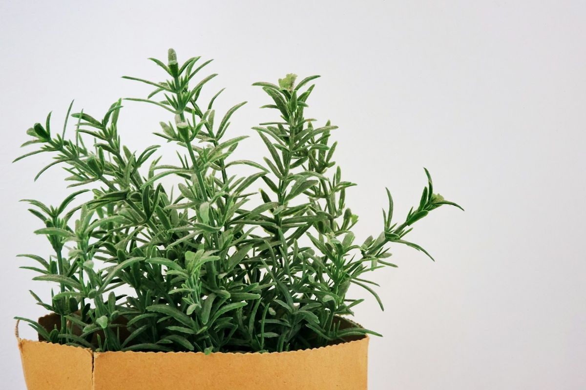 Rosmarinplanta i kruka