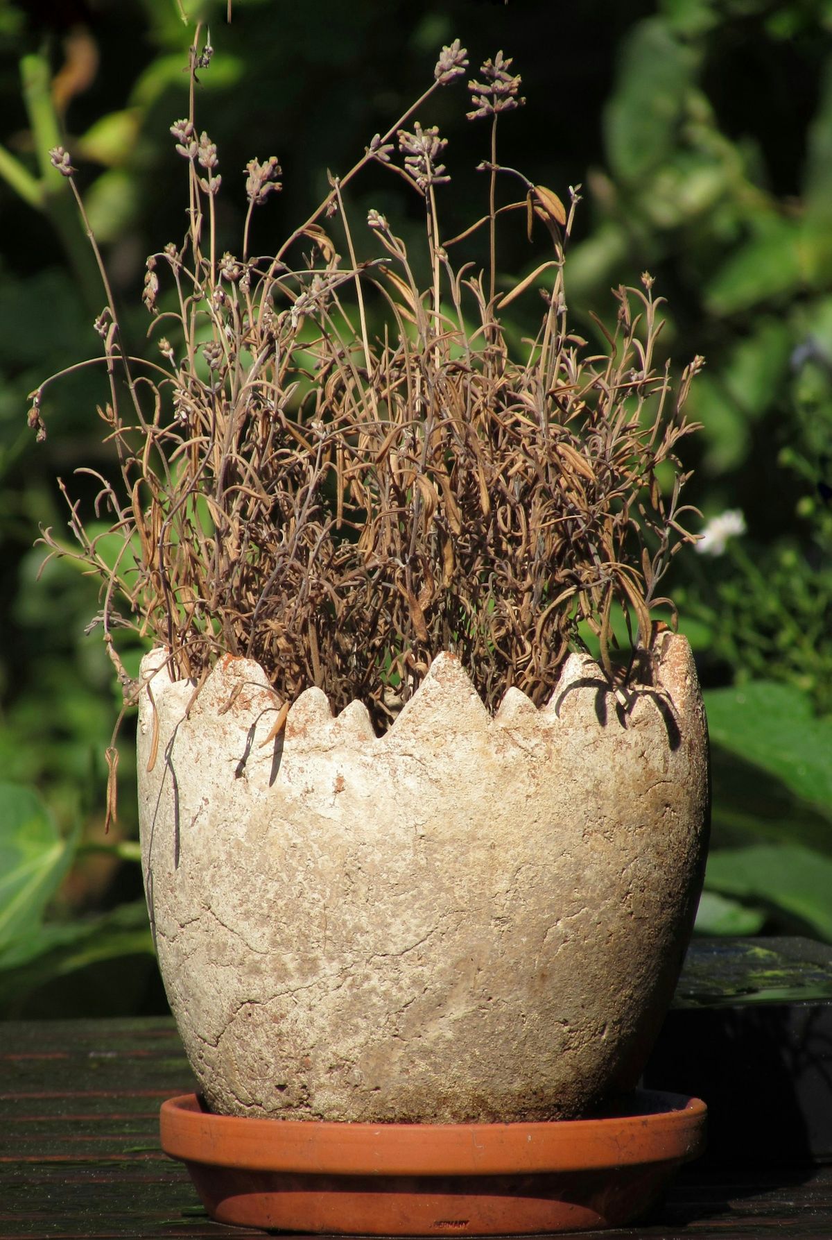 Vissen örtplanta i kruka