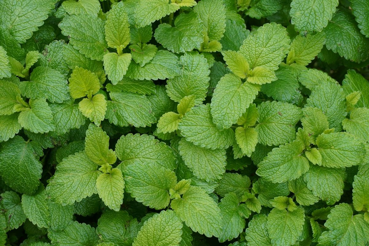 Citronmeliss