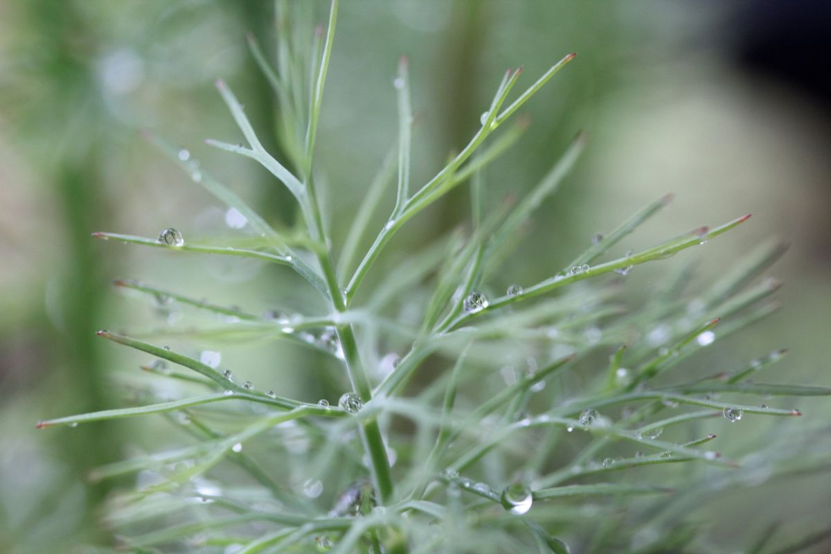 Dill