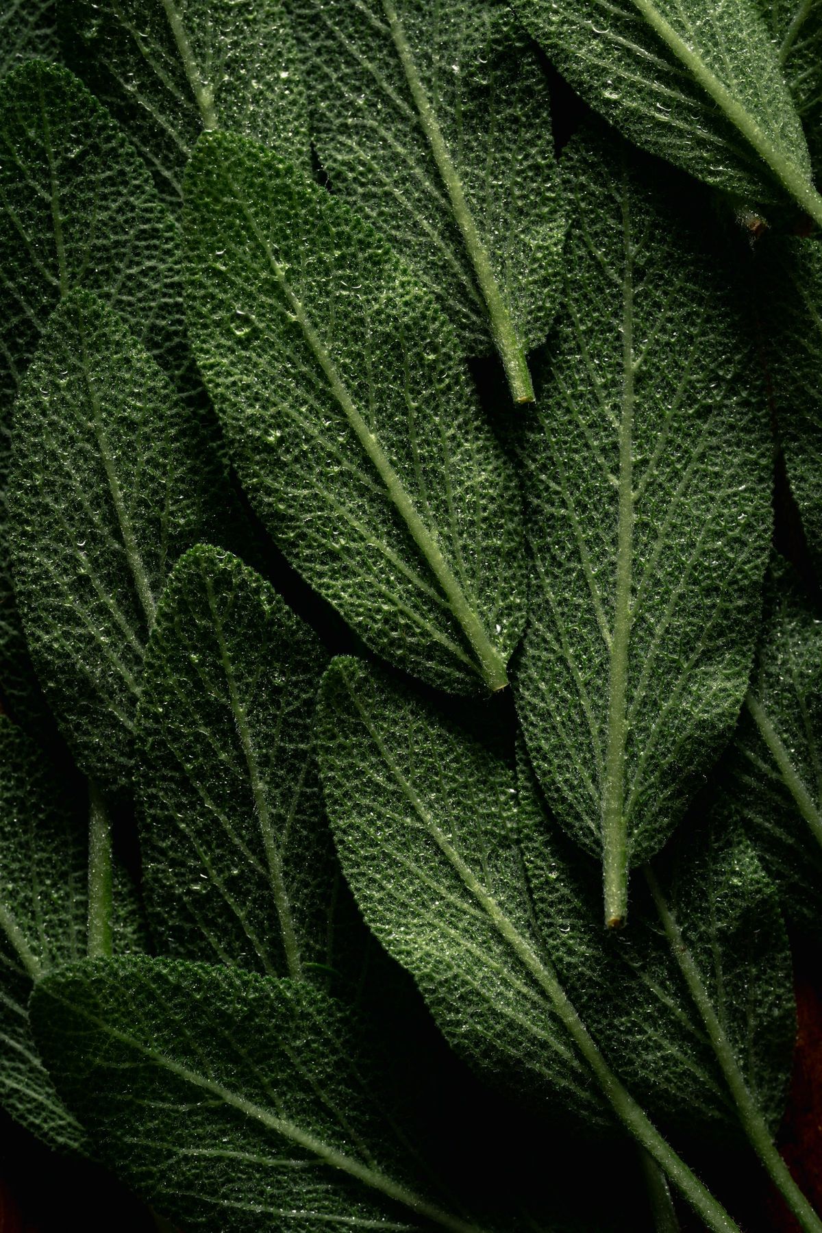 Salvia