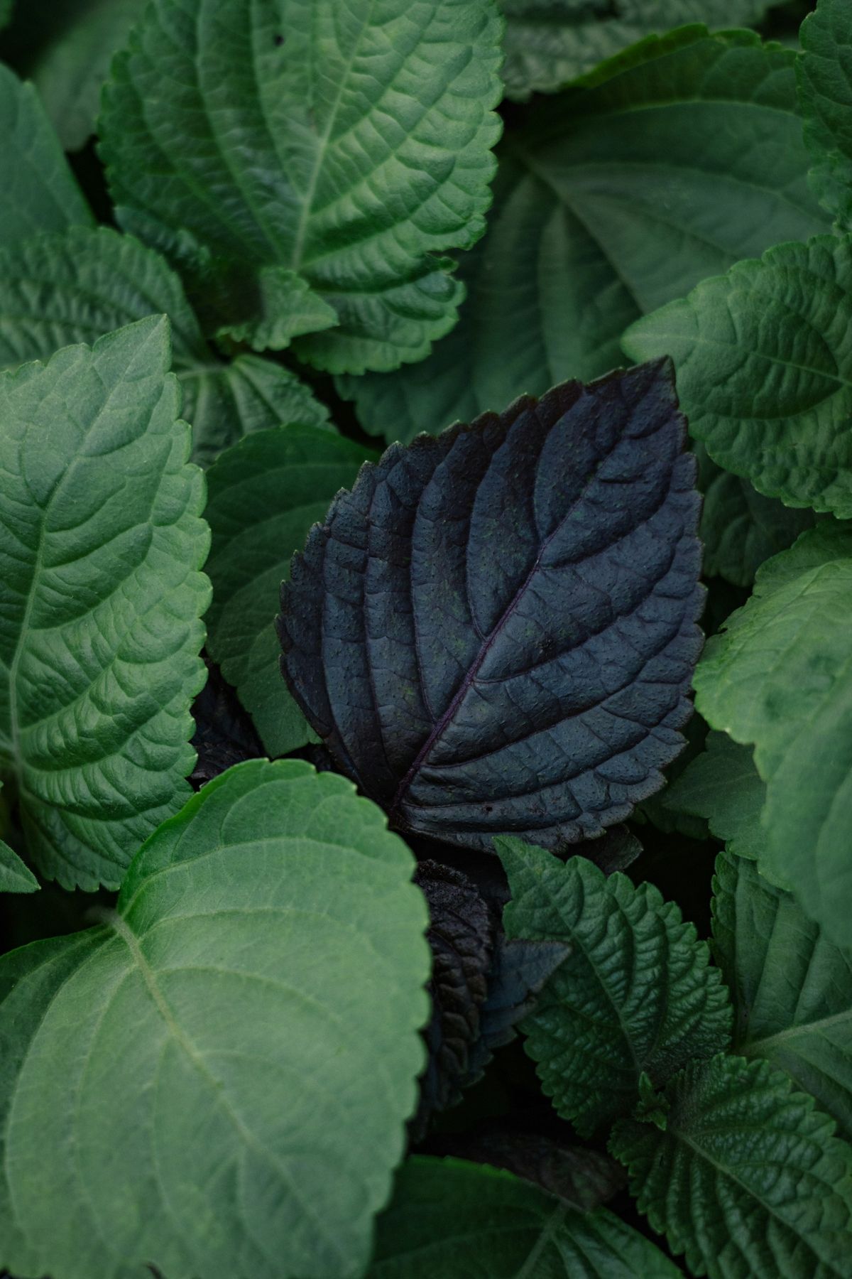 Shiso